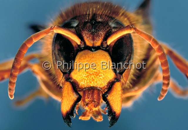 Vespa crabro.JPG - in "Portraits d'insectes" ed. SeuilVespa crabroFrelon d'EuropeHornetHymenopteraVespidaeFrance